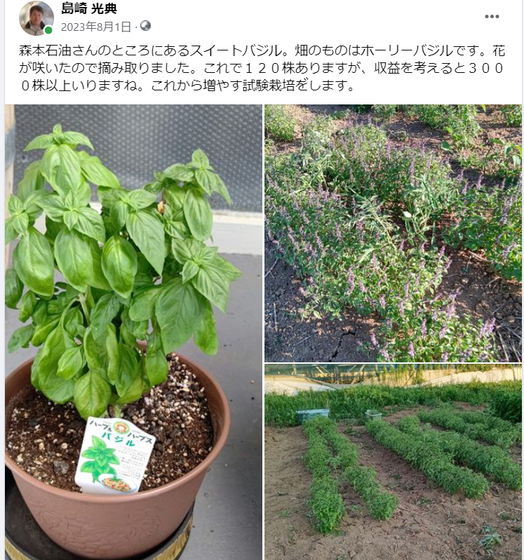 畑のものはホーリーバジルです。花が咲いたので摘み取りました-2023-08-01