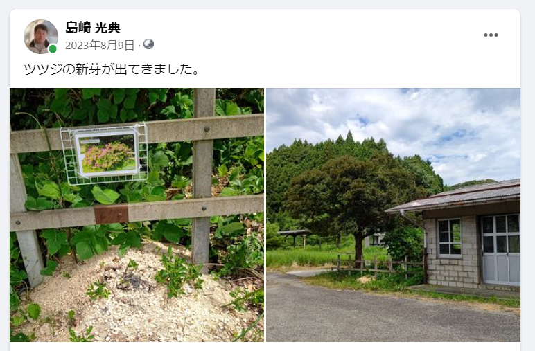 ツツジの新芽が出てきました-2023-08-09