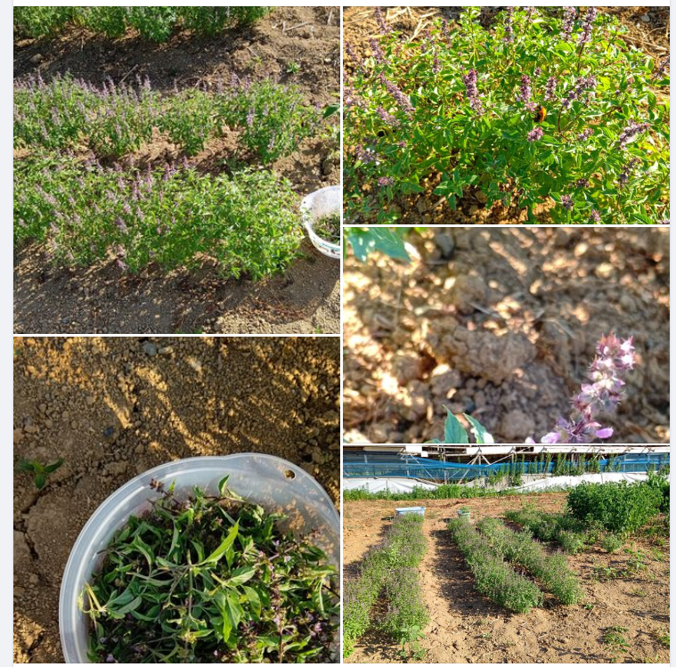 バジル（ホーリーバジル）が猛暑でも枯れずに成長したので無事に収穫のめどがつきました-2023-08-14