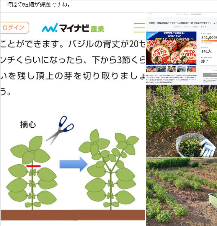 ホーリーバジルの多量生産を始めるとこれ以外は時間的に何もできなくなることが分かりました-2023-08-15