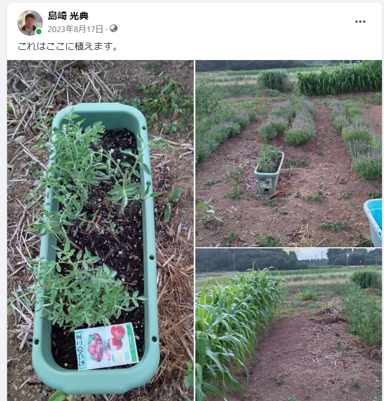 暑すぎて植えつけできなかったナツノコマトマトとホーリーバジルの苗を植えた-2023-08-17