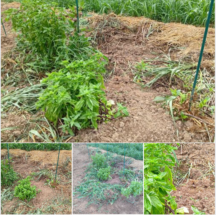 スイートバジルと支柱の間に網を張るクモ-2023-08-17