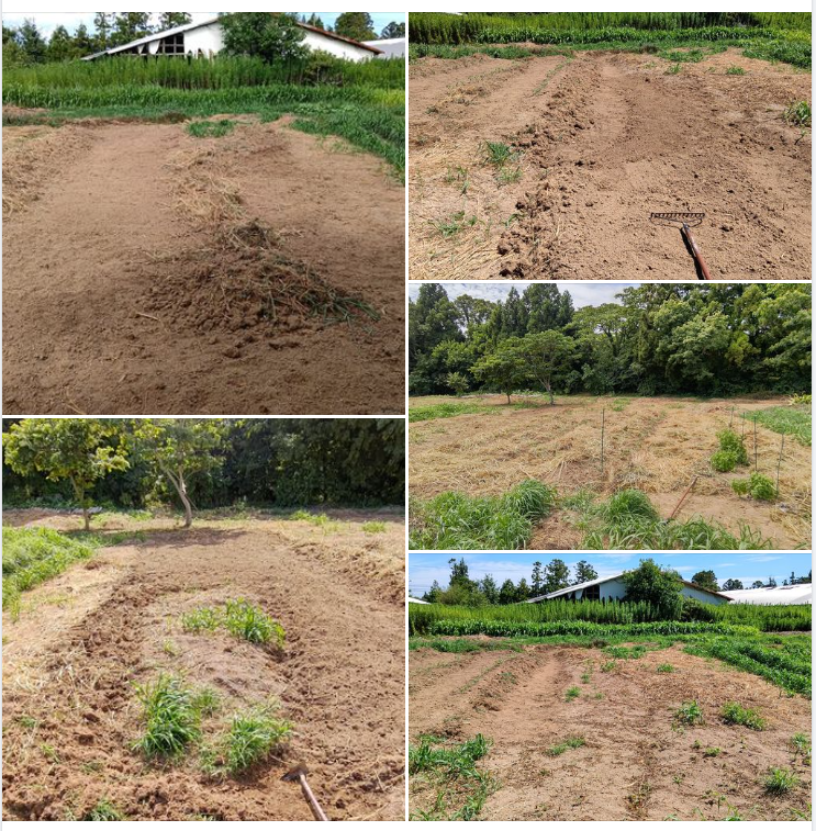 定植したナツノコマトマトの周りに刈り草を敷いて-2023-08-18