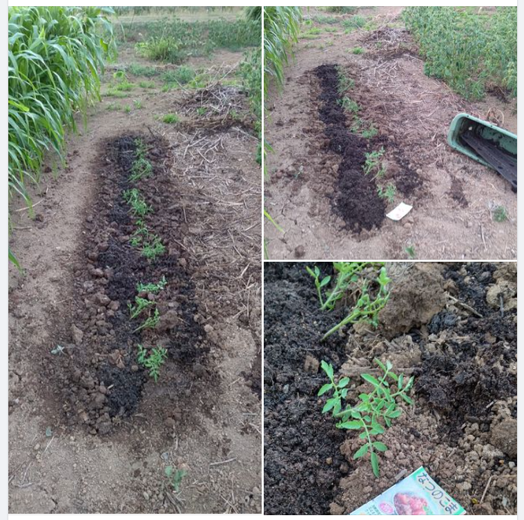 ナツノコマトマトの定植終わり-2023-08-18