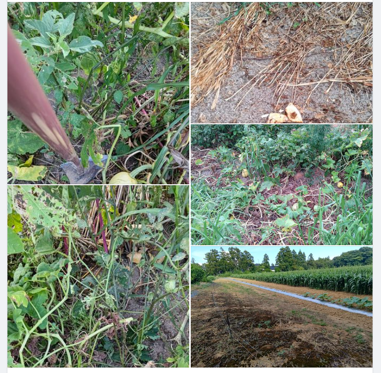 金糸瓜(そうめんかぼちゃ)が2つを残して全部食べられた-2023-08-20