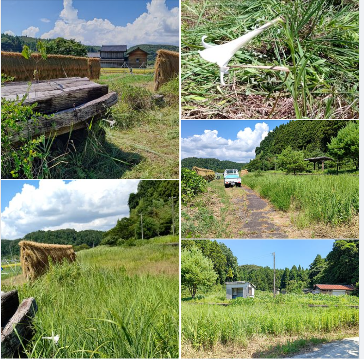 帰化植物の台湾ユリが出てました-2023-08-21