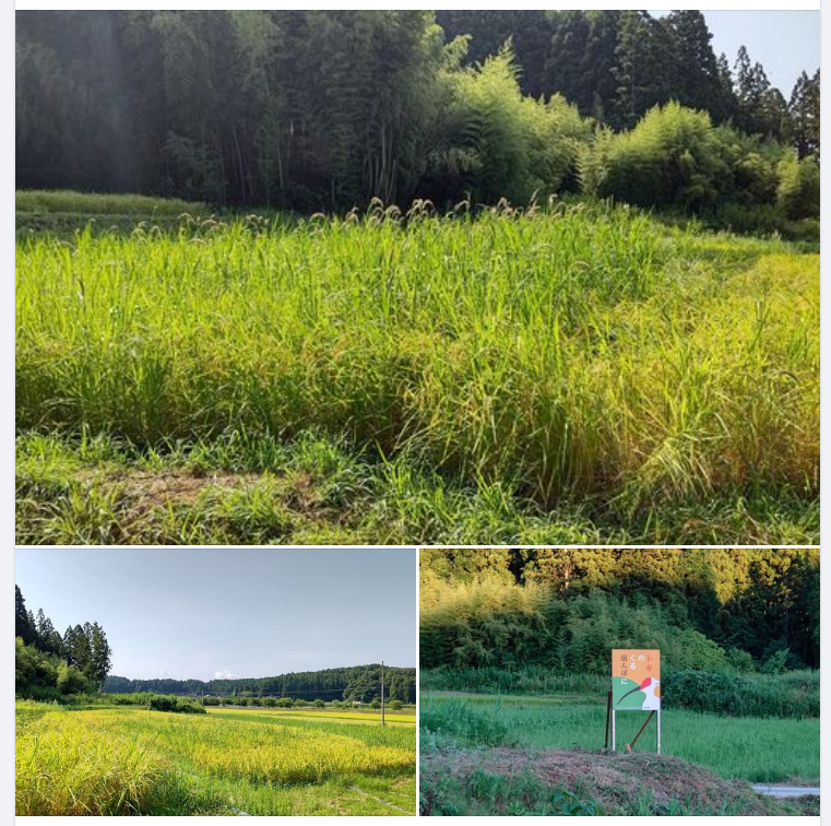 分かっていたけどヒエがいっぱい-2023-08-22