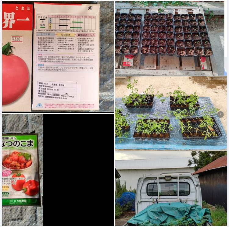 残っていた世界一トマトの苗100株を植えました-2023-08-25
