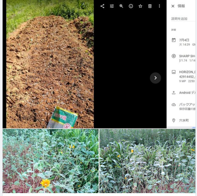 ７月４日に横浜中華街の食用のヒマワリの種をまいてみました-2023-08-27