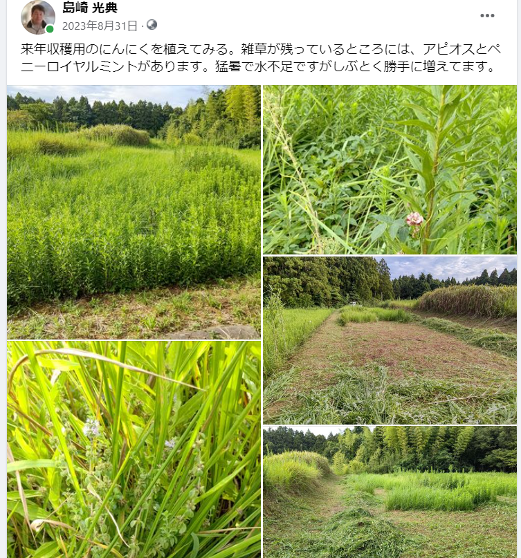 来年収穫用のにんにくを植えてみる-2023-08-31