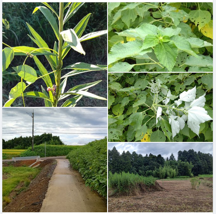 セイタカアワダチソウだらけになった畑の草刈りしてました-2023-09-05