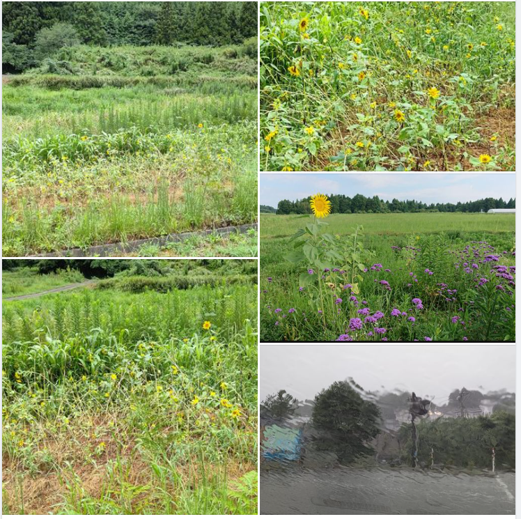 今年はこの場所に横浜中華街のひまわりの種を7月になってからまいてみました-2023-09-06