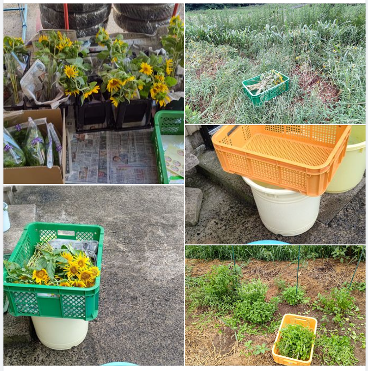 ひまわりとスイートバジルの注文をもらいました-2023-09-06