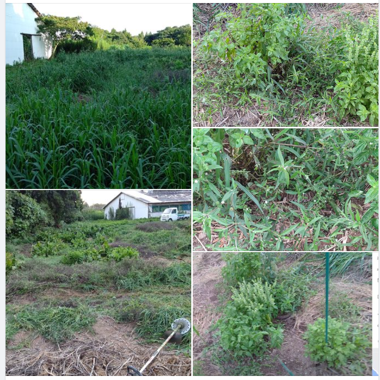 スイートバジルの露地での試験栽培を今年から始めました-2023-09-08