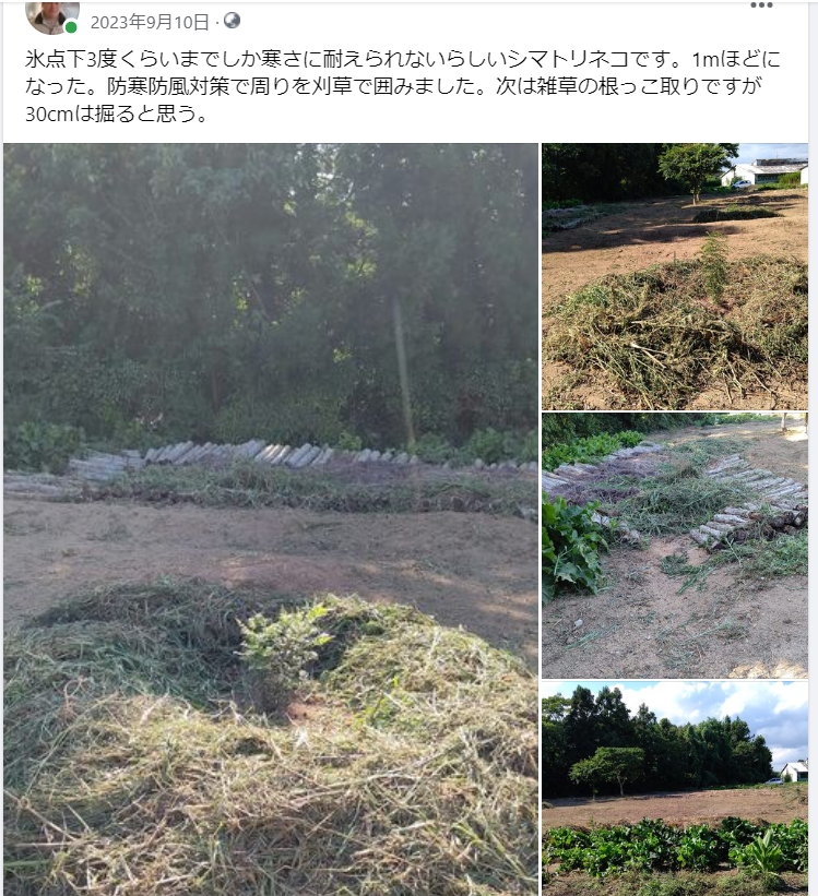 シマトリネコです。1mほどになった-2023-09-10