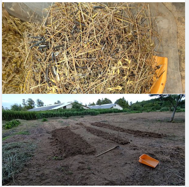 夏前にエン麦といっしょに収穫していた「カラスノエンドウ」の種です-2023-09-11