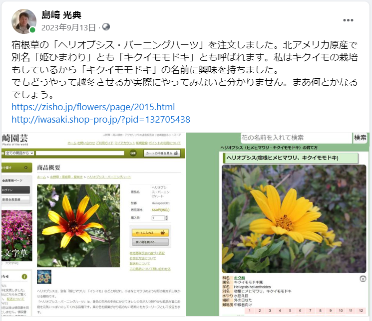 宿根草の「ヘリオプシス・バーニングハーツ」を注文しました-2023-09-13