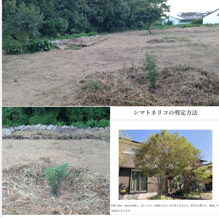 シマトネリコという木です。２本植えましたが、９月１３日でこの大きさ-2023-09-14