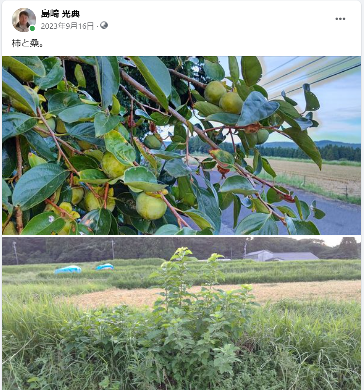 稲刈りの手伝いしてます-2023-09-16