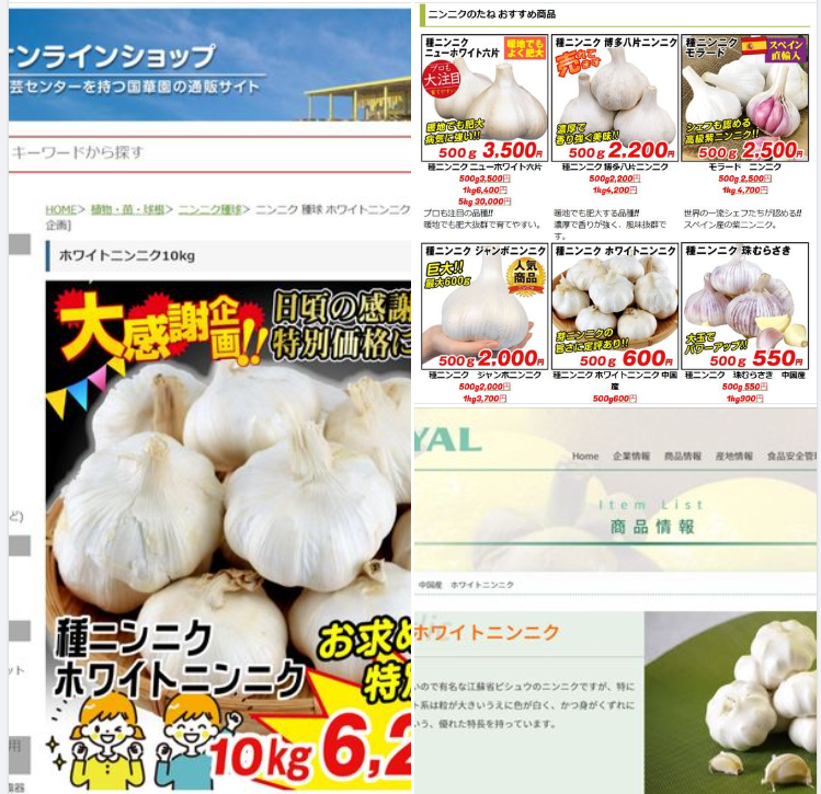 森本石油さんからの依頼でにんにくの試作を始めます-2023-09-17