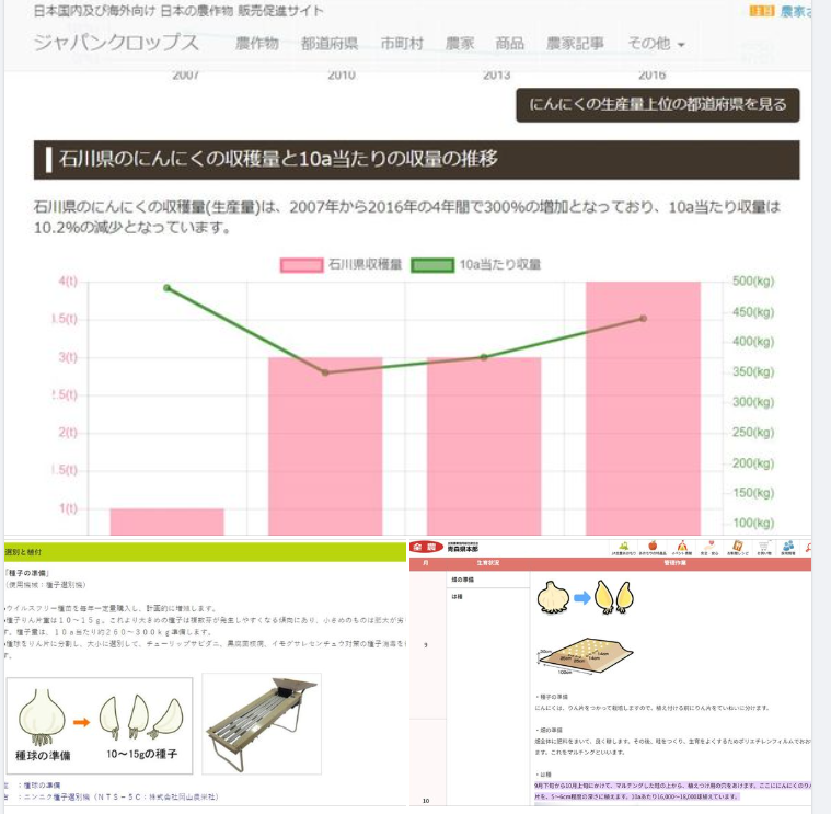 にんにくの試作について-2023-09-18
