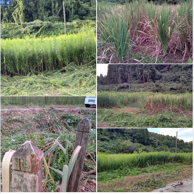 マコモダケを栽培していますが水不足で干上がっているので収穫は無理でした-2023-09-22