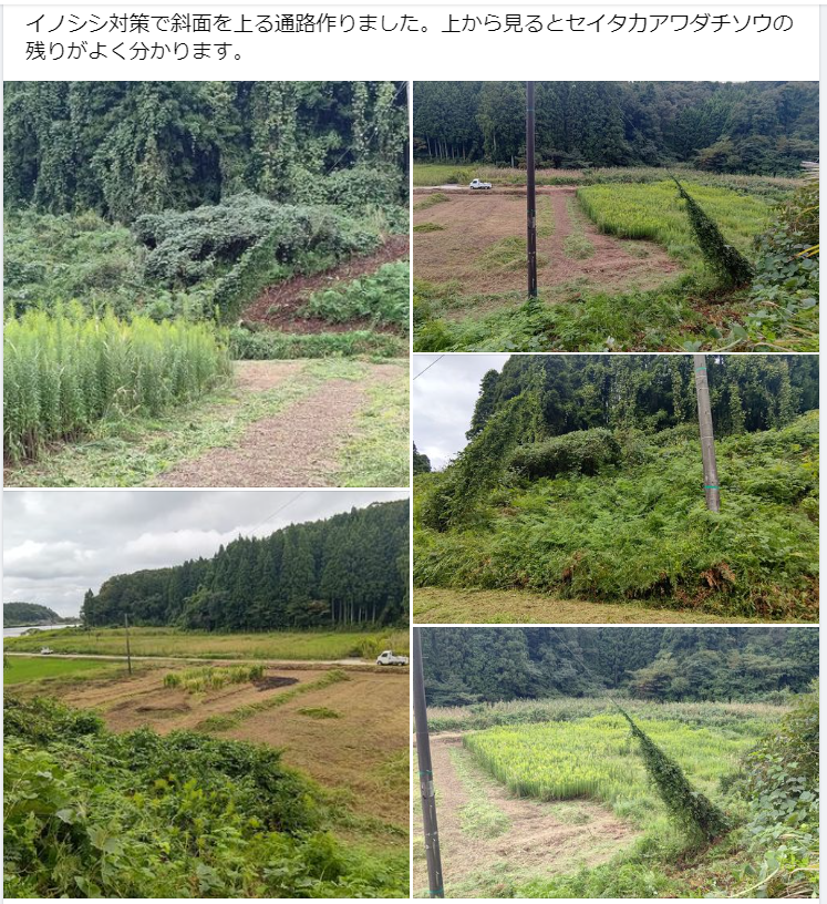 イノシシ対策で斜面を上る通路作りました-2023-09-28