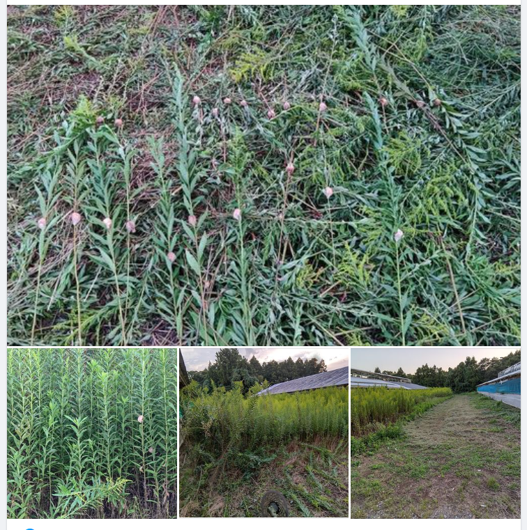 セイタカアワダチソウに埋めつくされた通路の草刈りです。カマキリの卵が22個確認できました-2023-10-02