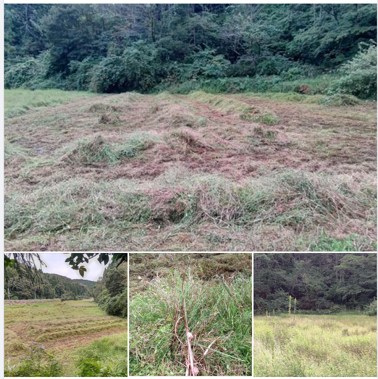 いつも刈った草を積み上げてウネの゙原型を作ってます-2023-10-03