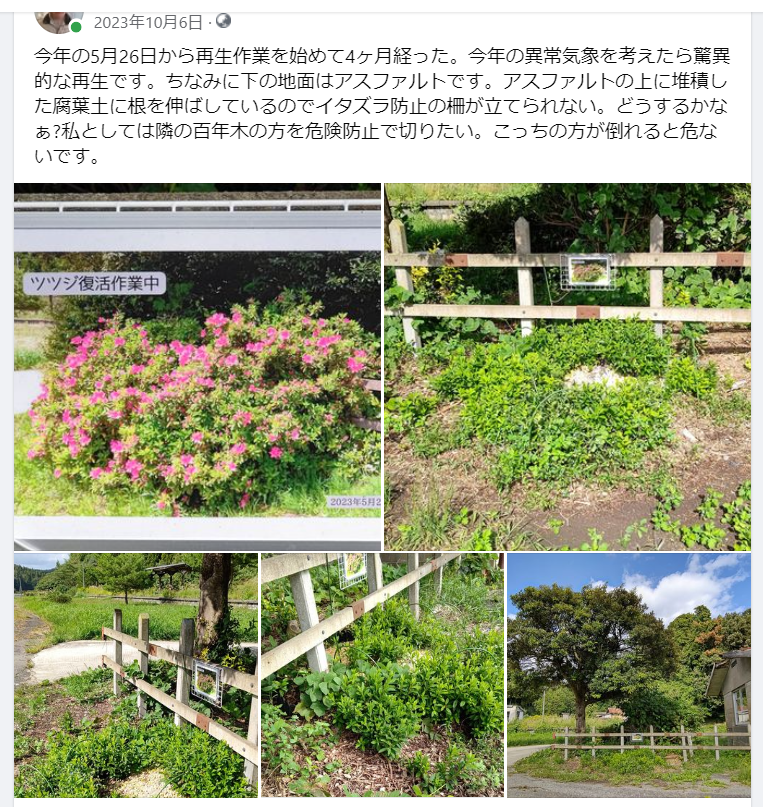 今年の5月26日から再生作業を始めて4ヶ月経った-2023-10-06
