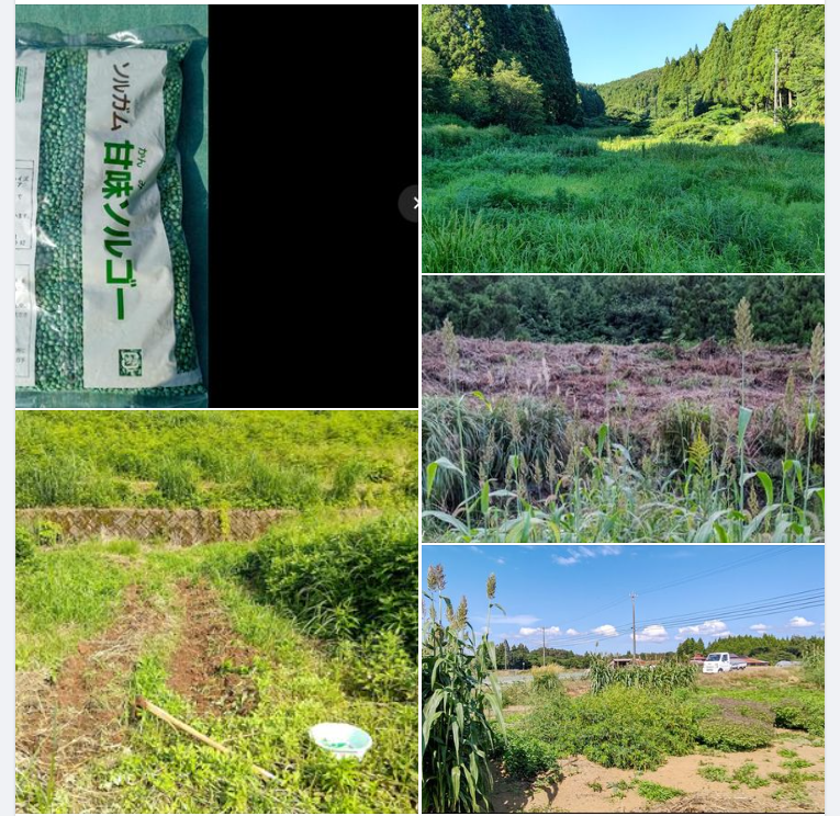 緑肥で使ったスイートソルゴーです-2023-10-07