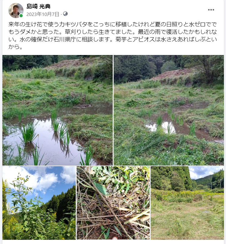来年の生け花で使うカキツバタをこっちに移植したけれど夏の日照りと水ゼロででもうダメかと思った-2023-10-07