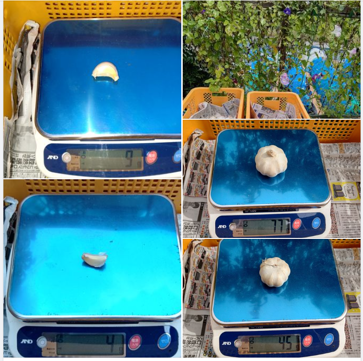 10月8日から中国産種にんにく30キロを1片にする作業始めました-2023-10-09