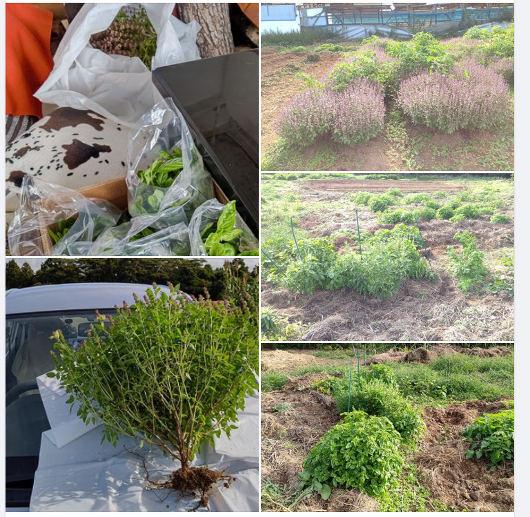 今朝収穫したばかりのホーリーバジルとスイートバジルを森本石油さんに届けました-2023-10-14