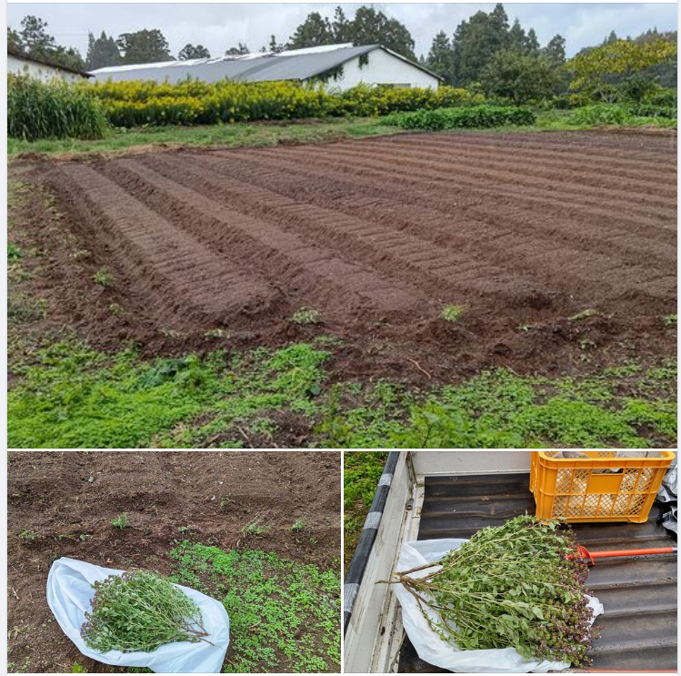 今年の牡蠣の缶詰では、バジルはスイートバジルの方を使っていただくことになりました-2023-10-15