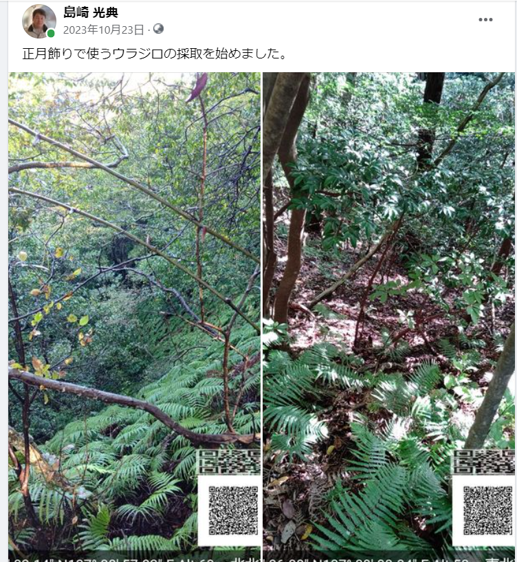 正月飾りで使うウラジロの採取を始めました-2023-10-23