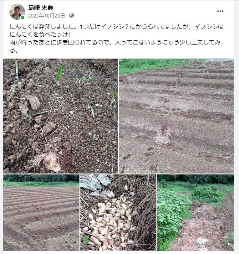 にんにくは発芽しました。イノシシはにんにくを食べたっけ?-2023-10-23