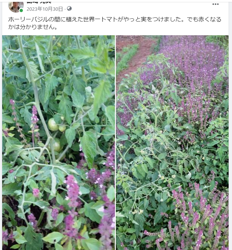 ホーリーバジルの間に植えた世界一トマトがやっと実をつけました-2023-10-30