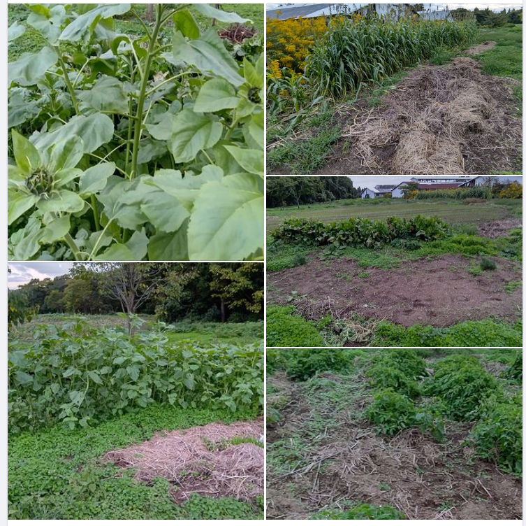 イノシシの食害の被害を調べてます-2023-10-30