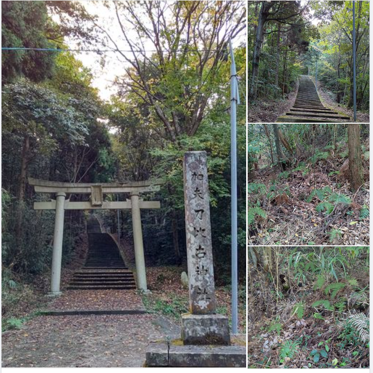 ウラジロだけど、10月になって寒くて雨が続いたので、やっと出てきた感じです-2023-10-31