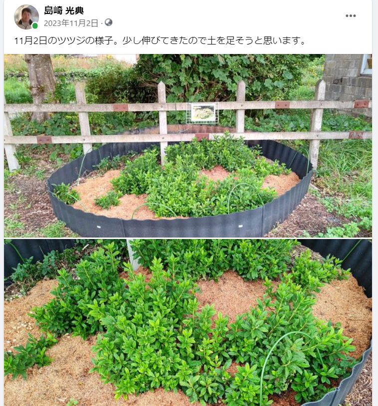 11月2日のツツジの様子-2023-11-02