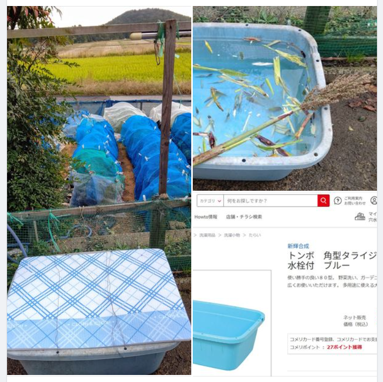 「いしるのしぼりかす」でぼかし肥料を作る準備してます-2023-11-05