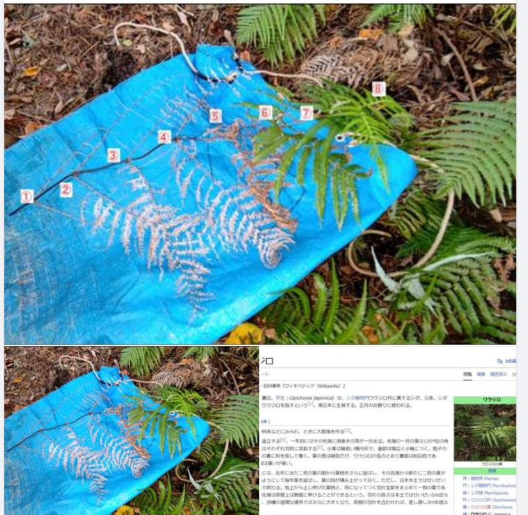 葉が8段になっているウラジロを見つけました-2023-11-05