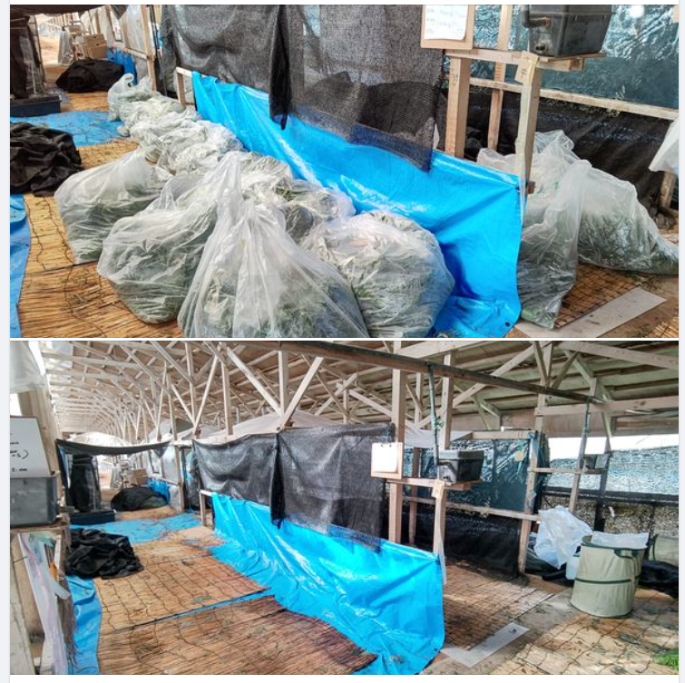 今日、正月飾りで使うウラジロの金沢への出荷分が無事に終わりました-2023-11-08