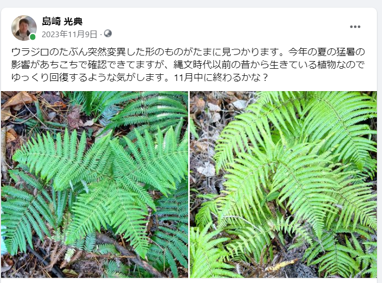 ウラジロのたぶん突然変異した形のものがたまに見つかります-2023-11-09