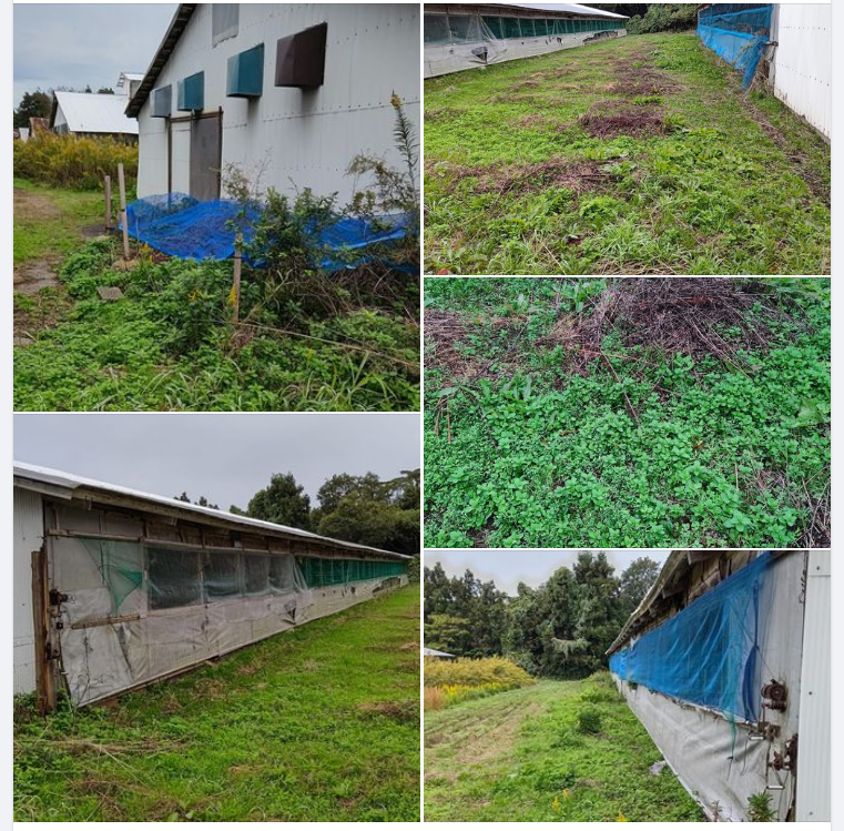 アップルミントを移植しました。今年やっと隣の建物まで到達しました-2023-11-10