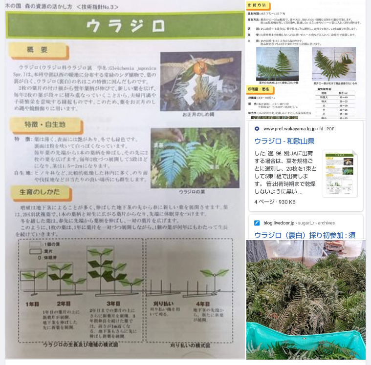 今のウィキペディアのウラジロの説明の根拠はたぶんこれでしょう-2023-11-12