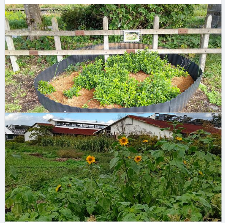 寒くなっても、ひまわりが枯れずに咲いてるのでそのままにしてる-2023-11-14