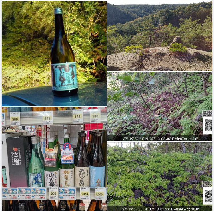 たぶん今日で今年の分の採取は終わりのはずです-2023-11-16