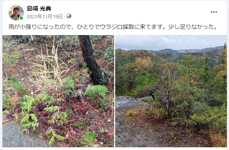 ひとりでウラジロ採取に来てます。少し足りなかった-2023-11-19